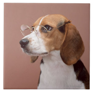 Beagle Kakelplatta