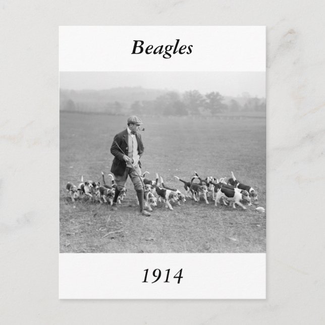 Beagle Klubb, 1914 Vykort (Framsida)