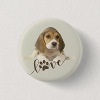 Beagle  