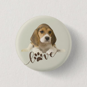 Beagle knapp