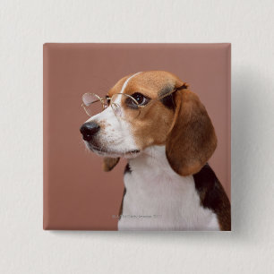 Beagle Knapp