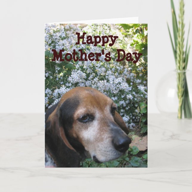 Beagle Kort (Framsida)