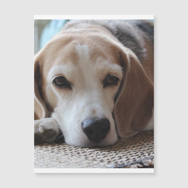 Beagle-kylning 2.png (Framsida)
