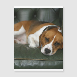 Beagle-kylning.png