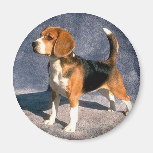 beagle magnet (Framsidan)