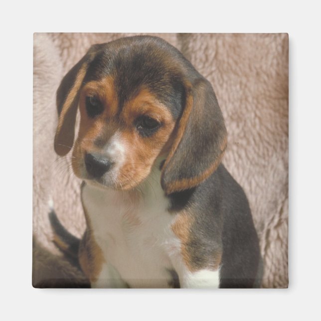 Beagle Magnet (Framsidan)