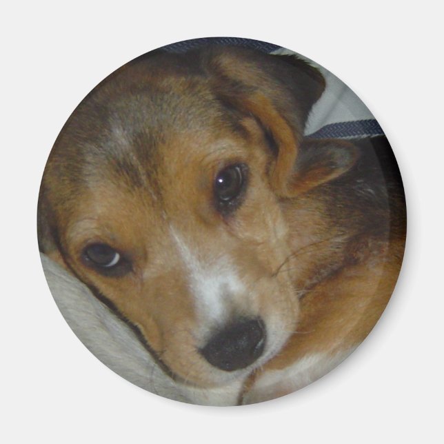 Beagle Magnet (Framsidan)