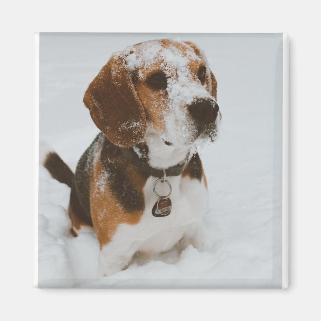 beagle magnet (Framsidan)