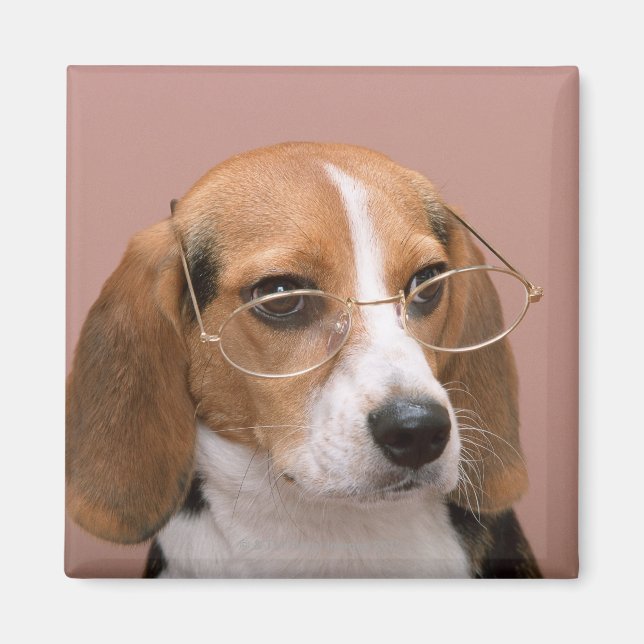 Beagle Magnet (Framsidan)