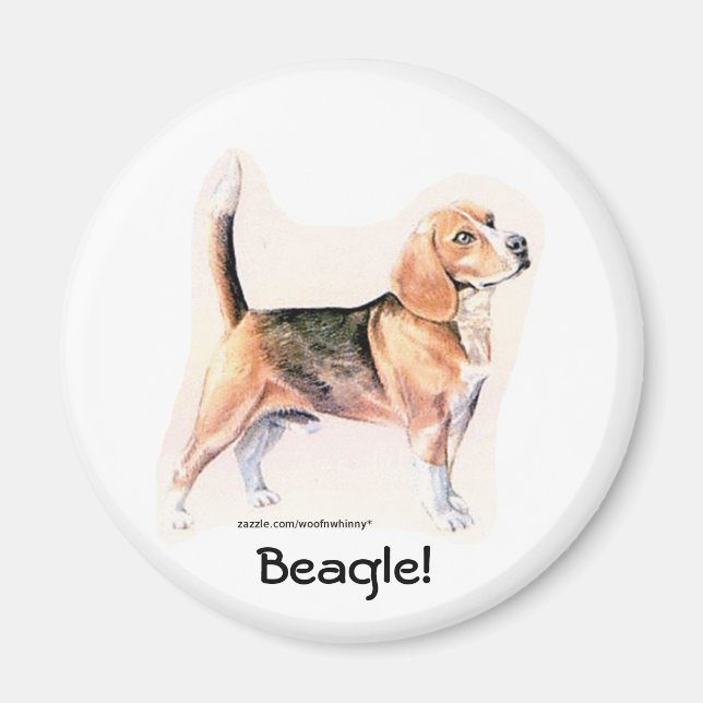Beagle Magnet (Framsidan)