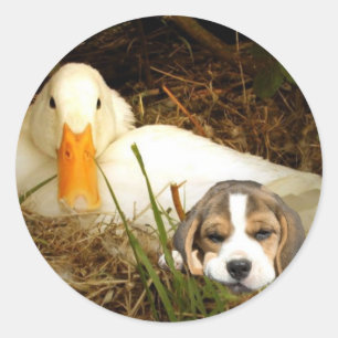 Beagle med Anka-märke Runt Klistermärke