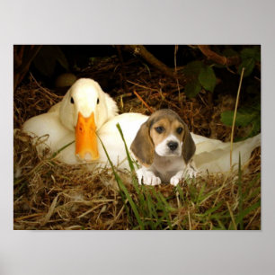 Beagle med ankaaffischen poster