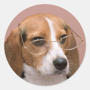 Beagle med glasögon runt klistermärke