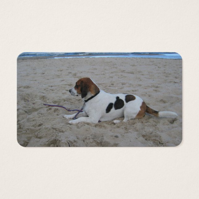 Beagle på strand.png visitkort (Framsidan)
