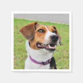 Beagle Pappersservett