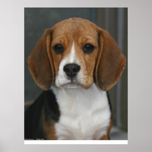 Beagle Portrait Poster (Framsidan)