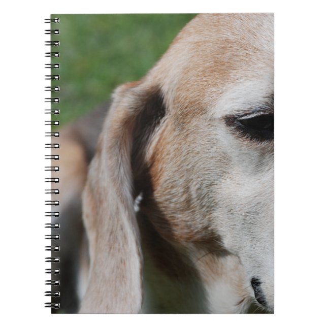 beagle porträtt anteckningsbok med spiral (Framsidan)