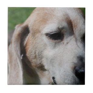beagle porträtt kakelplatta