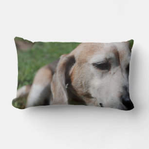 beagle porträtt lumbarkudde