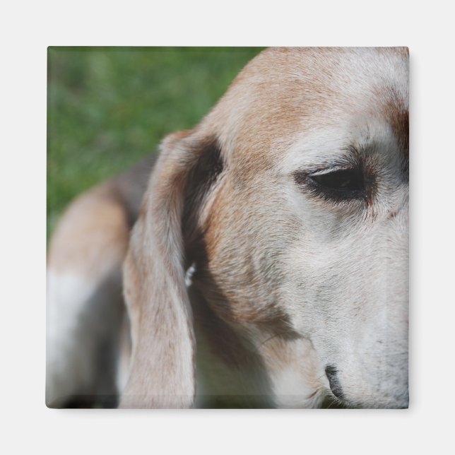 beagle porträtt magnet (Framsidan)