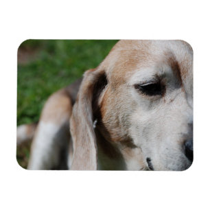 beagle porträtt magnet