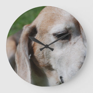 beagle porträtt stor klocka