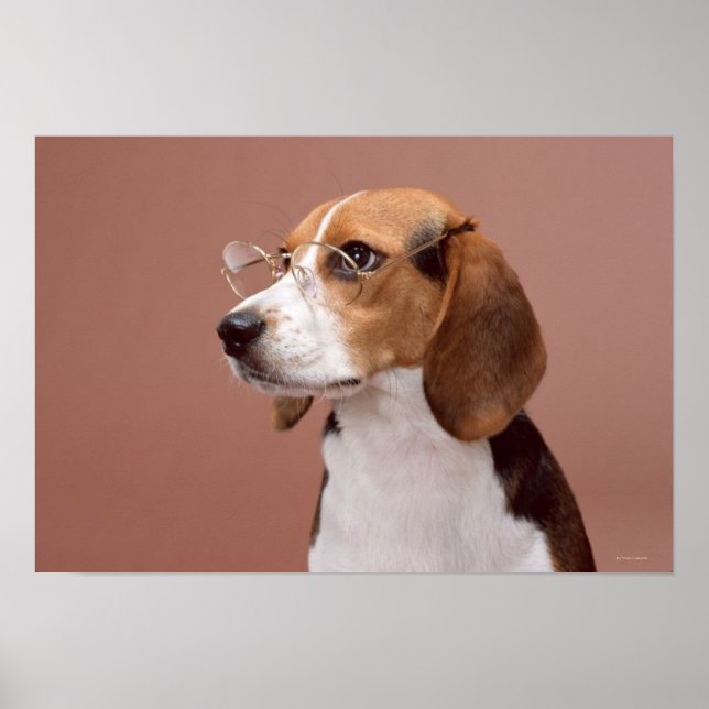 Beagle Poster (Framsidan)