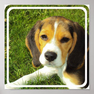 Beagle Poster Skriv ut