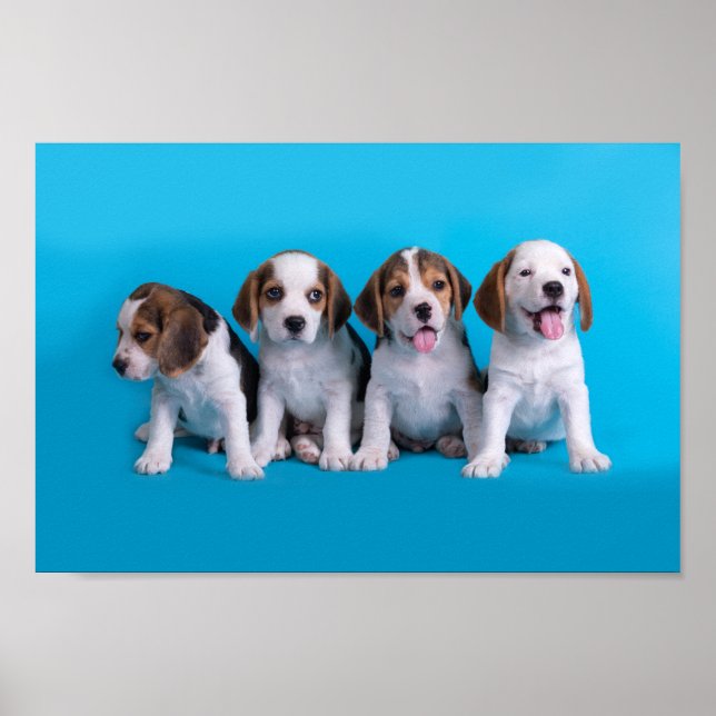 Beagle Puppies Poster (Framsidan)