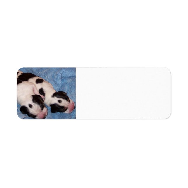 Beagle Puppies Returadress Etikett (Framsidan)