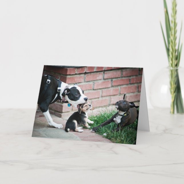 Beagle Puppies Taste Yummy Kort (Framsida)