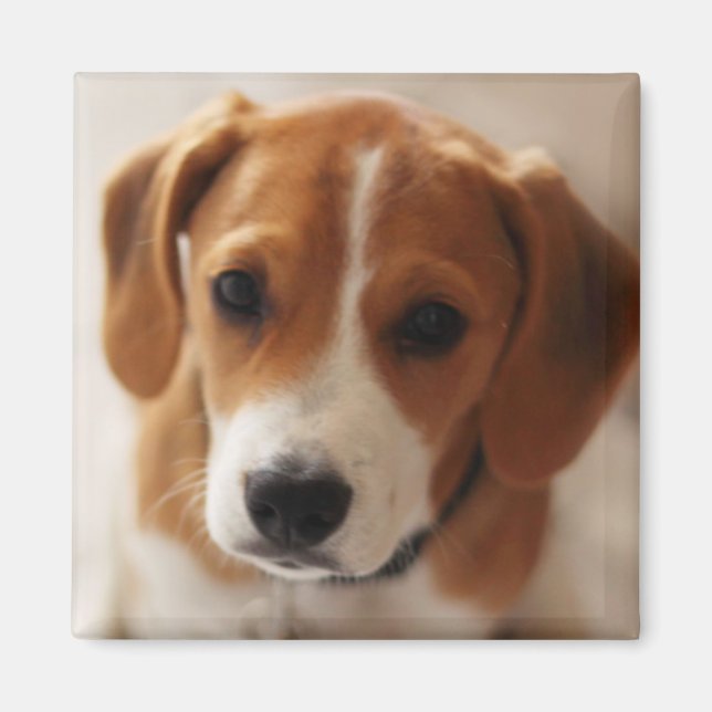 Beagle Puppy 2 Magnet (Framsidan)