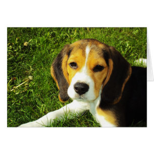 Beagle Puppy Card Hälsningskort