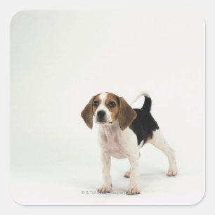 Beagle puppy fyrkantigt klistermärke