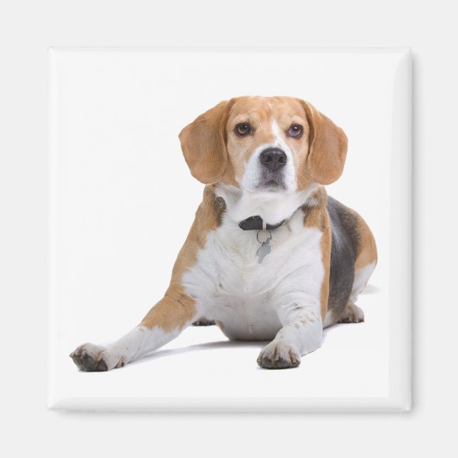 Beagle Puppy Hund Fridge Magnet (Framsidan)