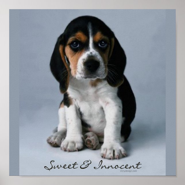 Beagle Puppy Hund Photo Poster (Framsidan)