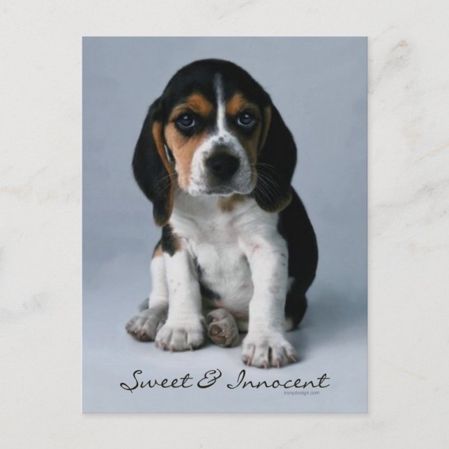 Beagle Puppy Hund Photo Vykort (Framsida)