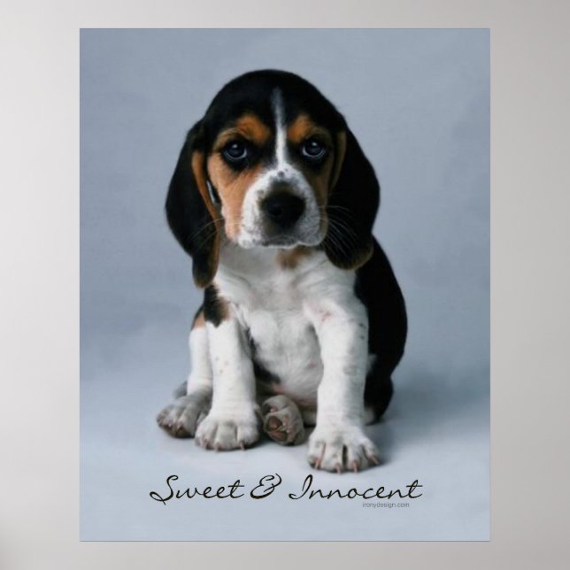 Beagle Puppy Hund Poster (Framsidan)