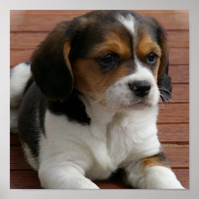 Beagle Puppy-Hund Poster Skriv ut (Framsidan)