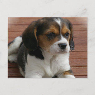 Beagle Puppy Hund vykort