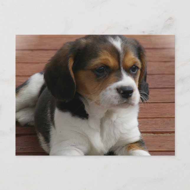 Beagle Puppy Hund vykort (Framsida)