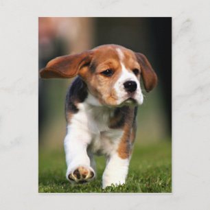 Beagle Puppy Kärlek Vykort