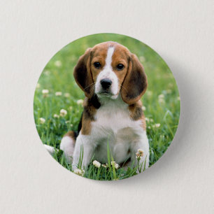 Beagle Puppy Knapp
