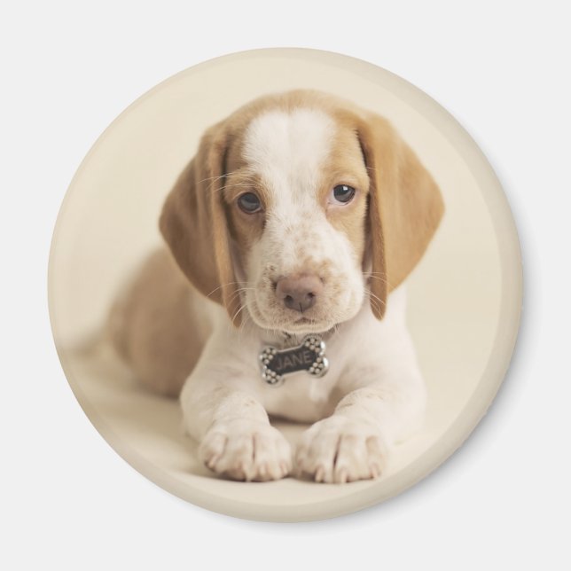Beagle Puppy Magnet (Framsidan)