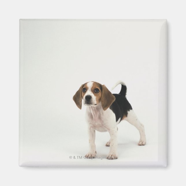 Beagle puppy magnet (Framsidan)