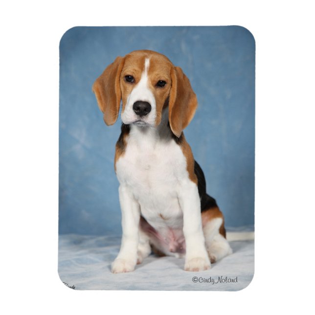 Beagle Puppy magnet (Vertikal)