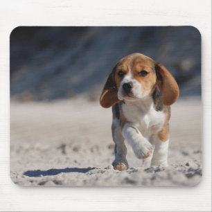 Beagle puppy musmatta
