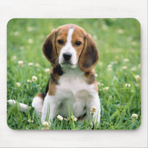 Beagle Puppy Musmatta