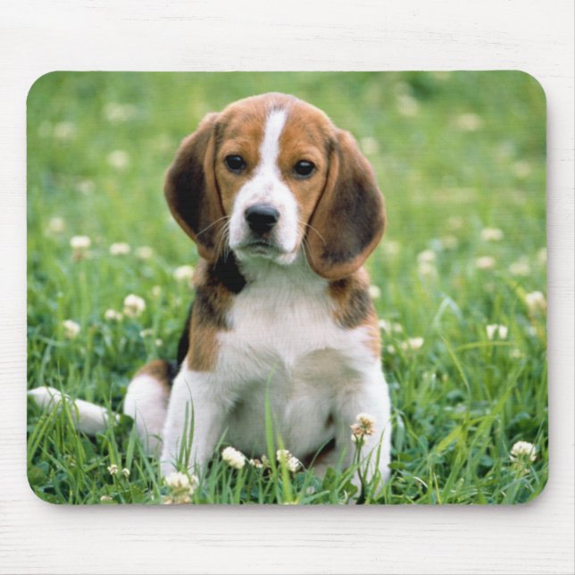 Beagle Puppy Musmatta (Framsidan)