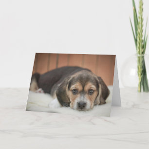 Beagle Puppy Nighty Night Kort